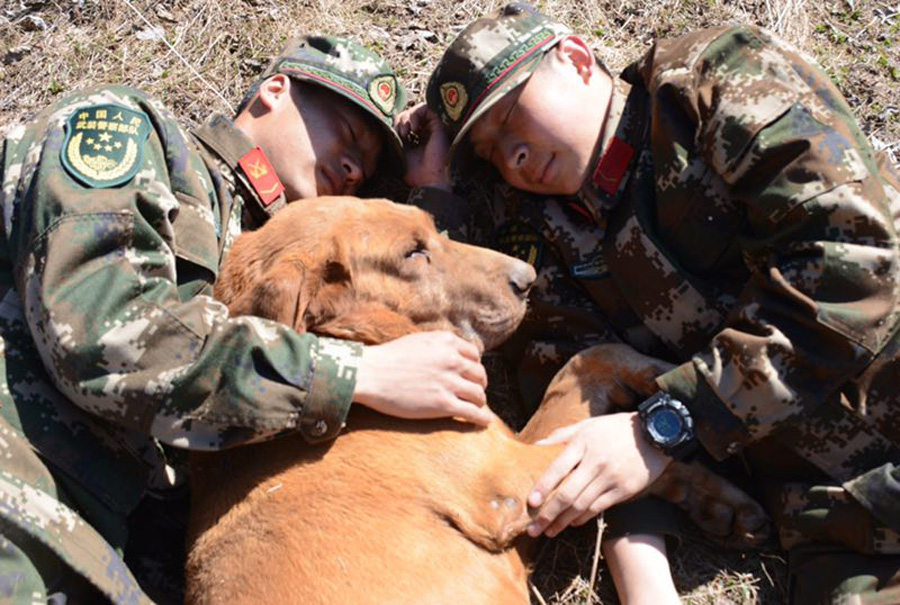 Bomb-sniffing dog retires after 7 years' service