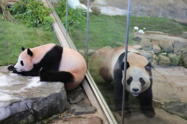 3 pandas born in Japan come home