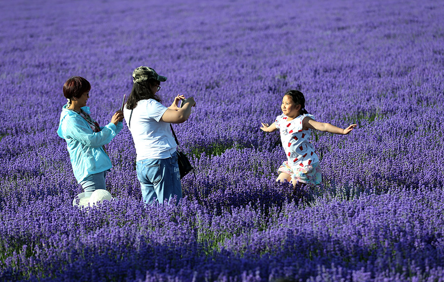 Lavenders bloom at Xinjiang's tourism festival