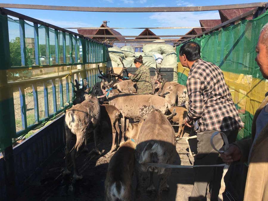 Chinese herdsmen find prosperity from reindeer tourism