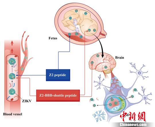 Chinese medical experts develop drug to kill Zika virus