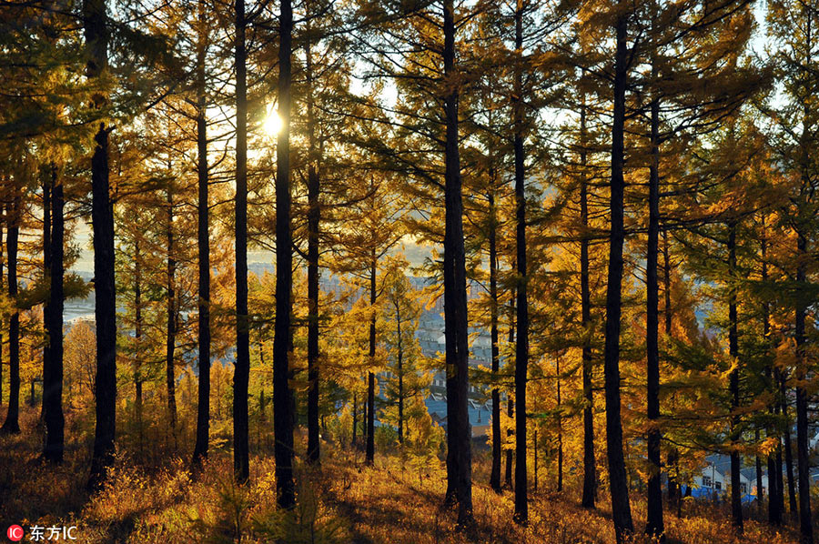 Holiday season: Colorful autumn scenery across China