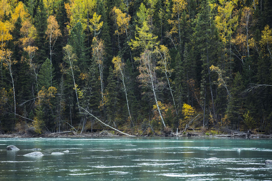 Bathed in blue and gold: Stunning autumn scenes in Xinjiang