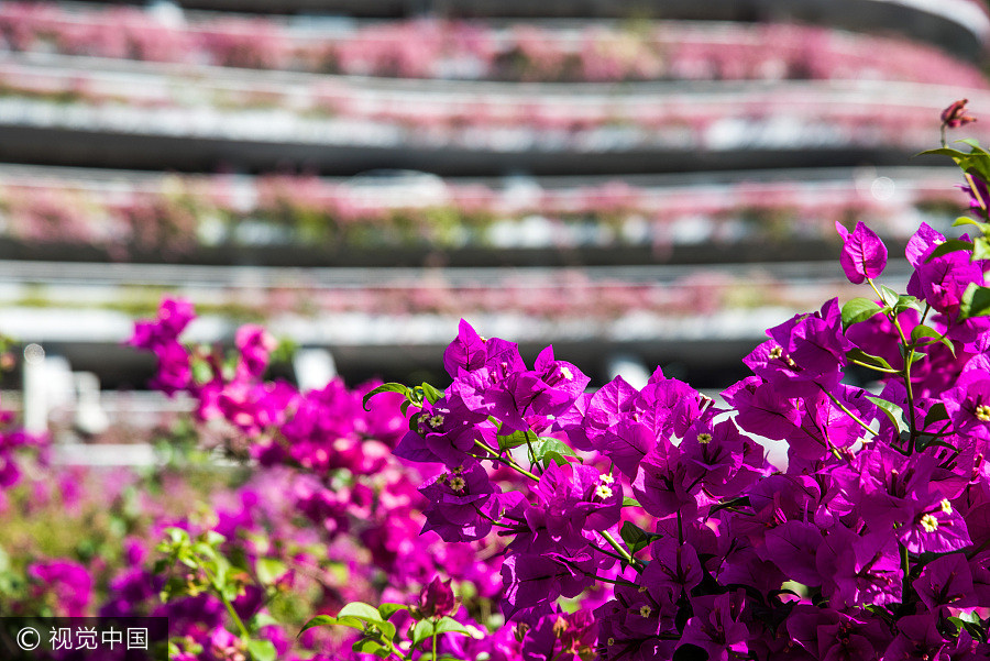 Azalea turns parking building into fairy world