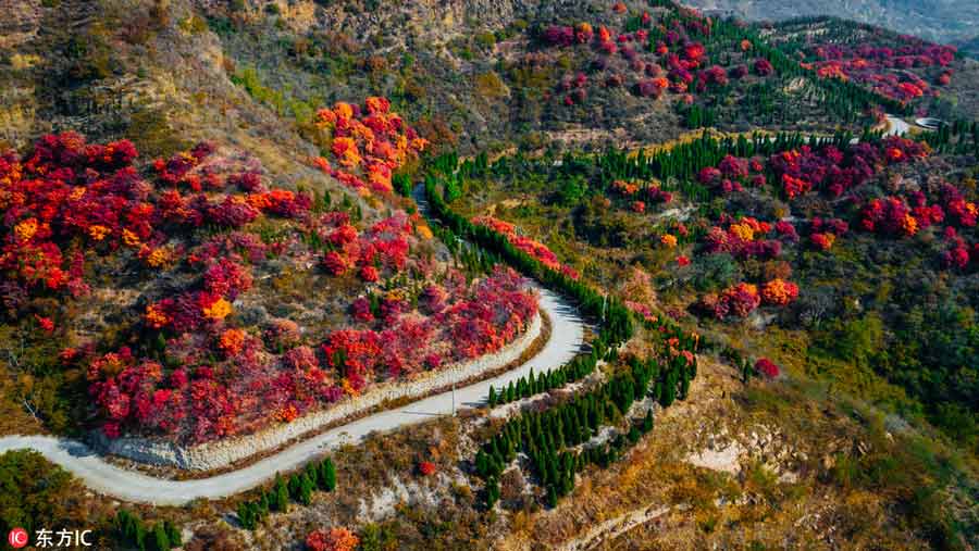 Jinan forest aflame with autumn color