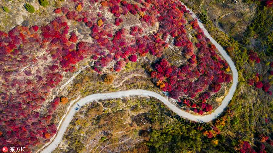 Jinan forest aflame with autumn color