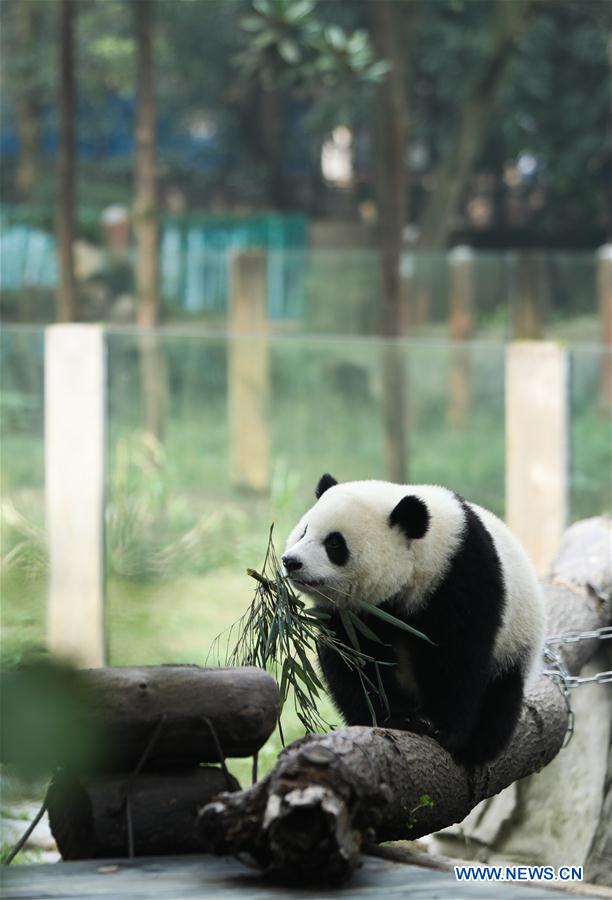 Giant pandas' happy life at Chongqing Zoo in SW China