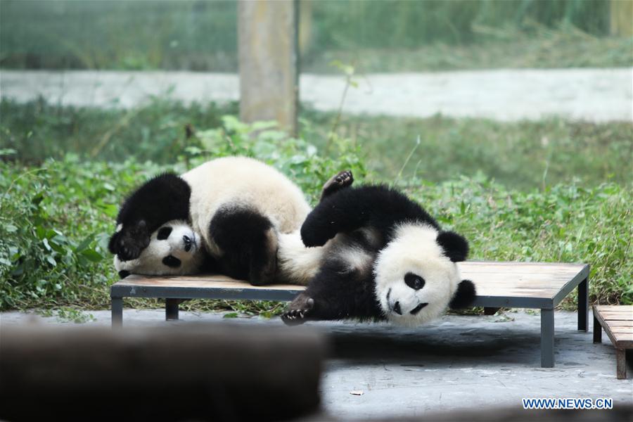 Giant pandas' happy life at Chongqing Zoo in SW China