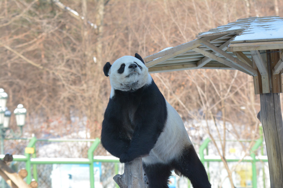 Two giant pandas enjoy first snow of winter