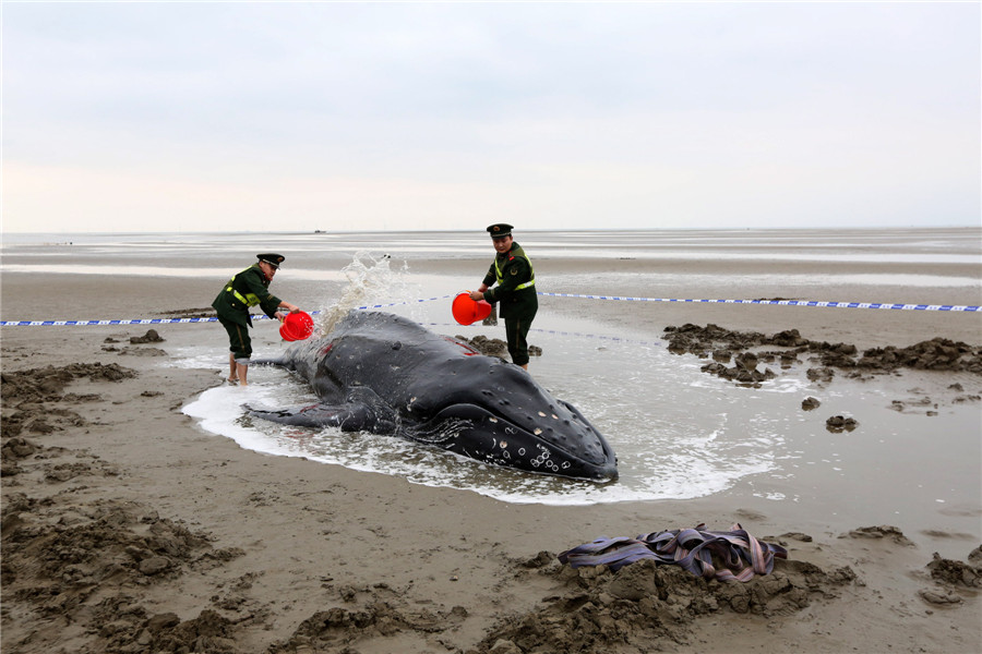 Stranded humpback rescued back to the sea