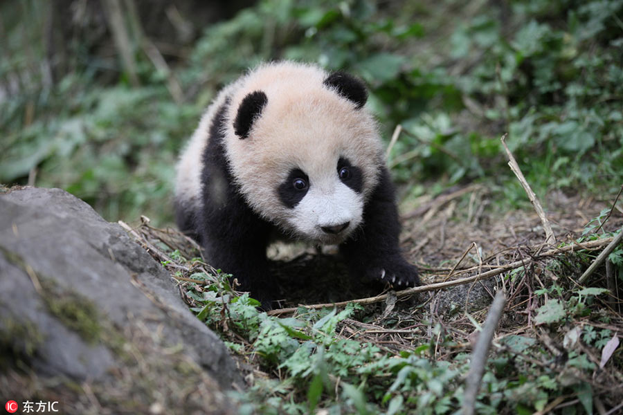 Giant panda pair to be released into wild tommorrow