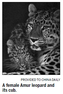 Rarest leopard making comeback