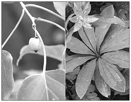 Endangered wild plants falling prey to nature visitors