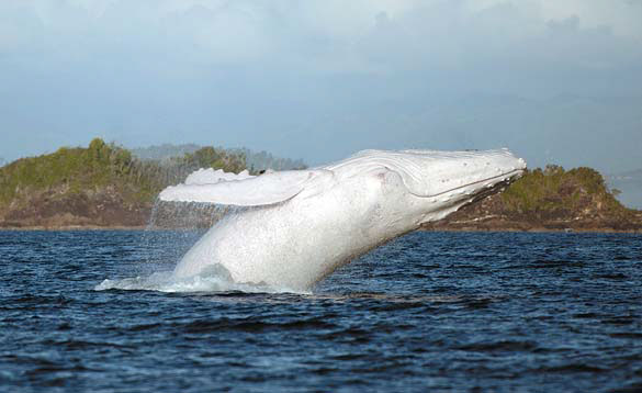 Malnutrition suspected in whale beachings