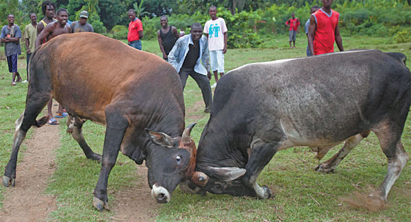 Bulls fight for bets in rural Haiti