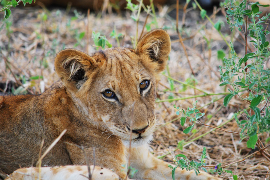 Photos: Living among lions(2)