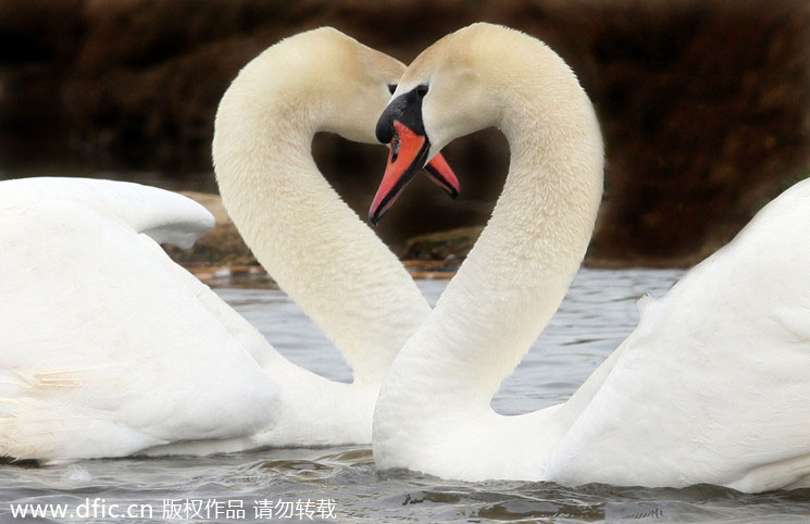 Valentine's Day for animals