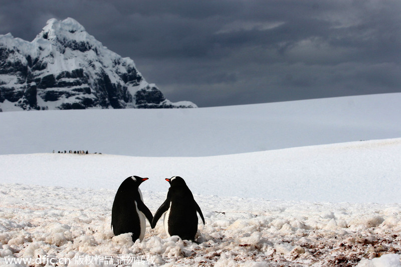 Valentine's Day for animals