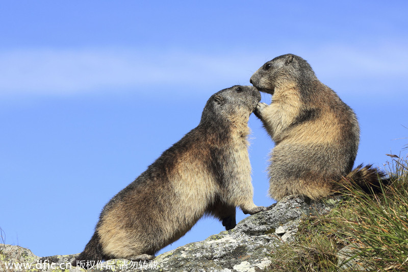 Valentine's Day for animals