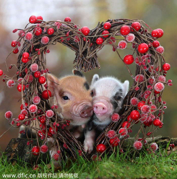 Valentine's Day for animals