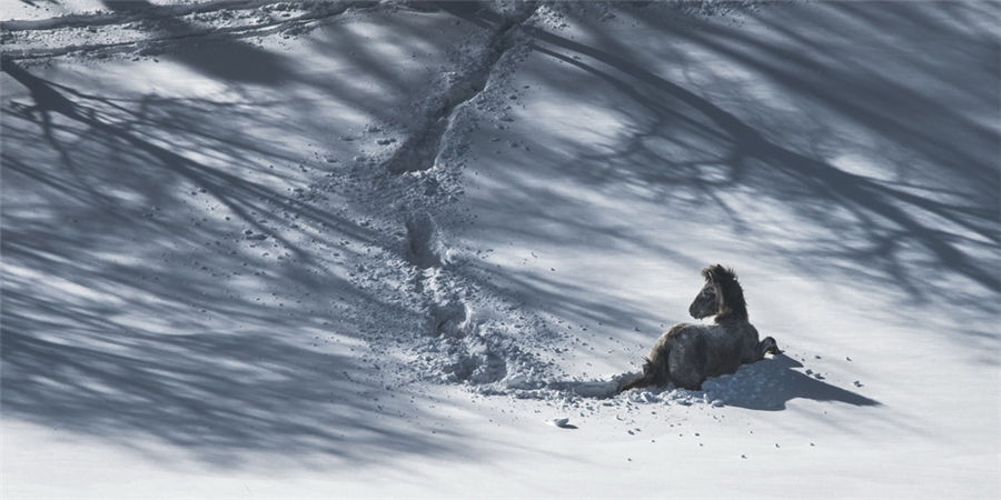 Galloping in the snow