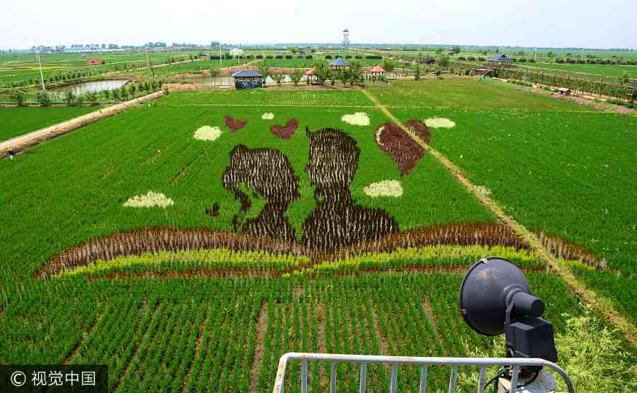 Paddy field in Shenyang transformed into art