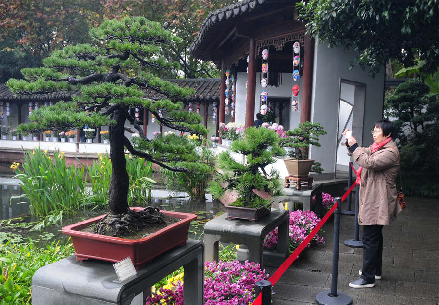 Zhejiang-style bonsais on show in Hangzhou