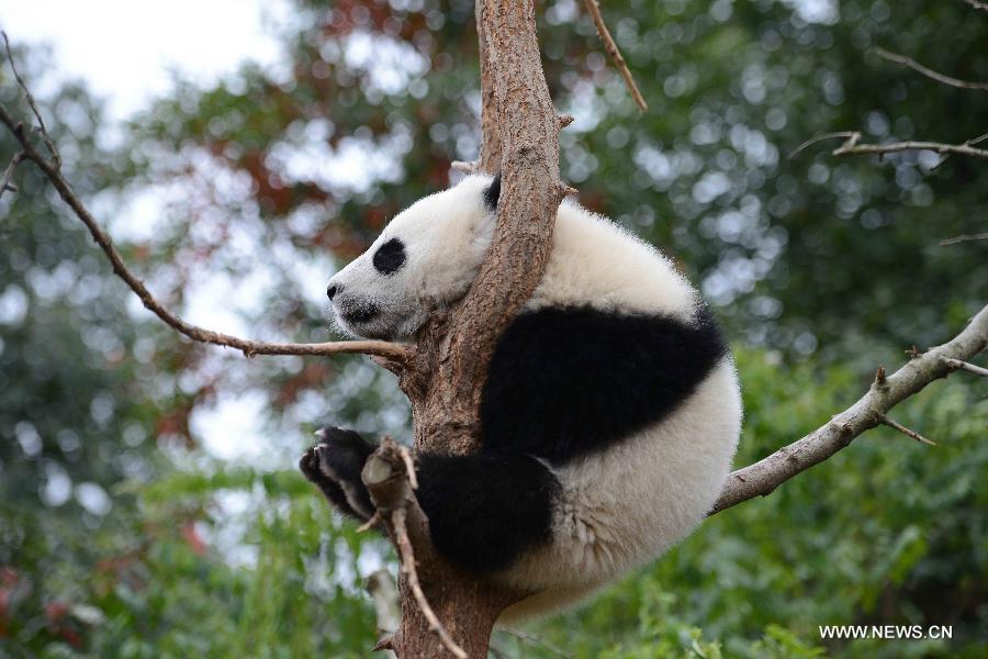 Panda cubs at Chengdu Research Base in SW China