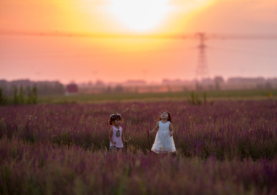 Lavender in full bloom in Northern China