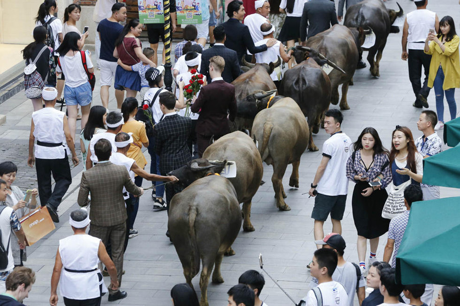 10 foreigners celebrate Chinese Valentine's Day with oxen in Wuhan