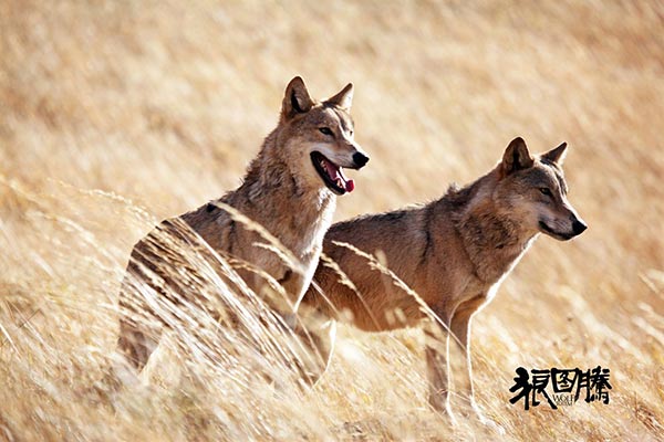 China may enter China-France co-production <EM>Wolf Totem</EM> for Oscars