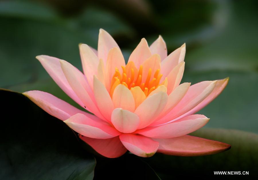 Blooming lotus flowers seen in Anhui