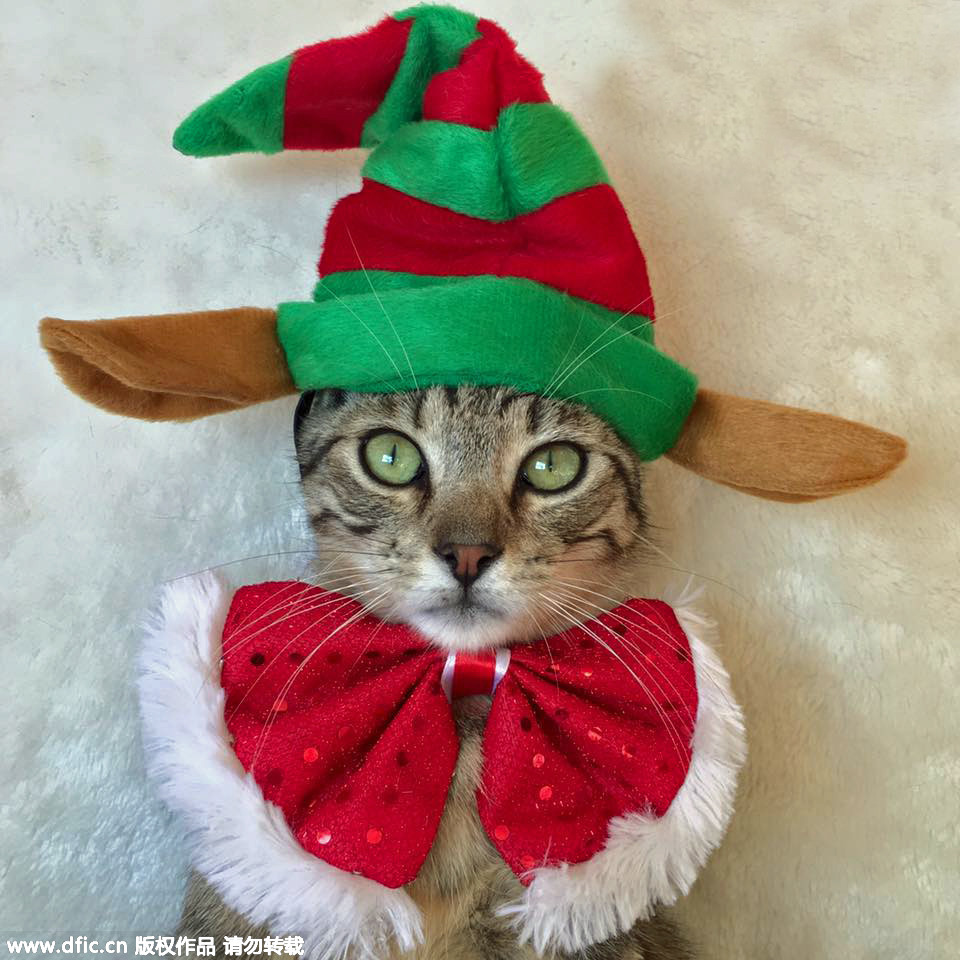 Christmas celebrated in kitties' home