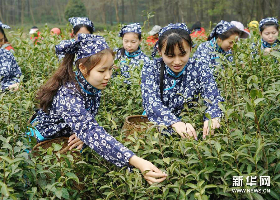 Nanjing's Yuhua spring tea harvest begins