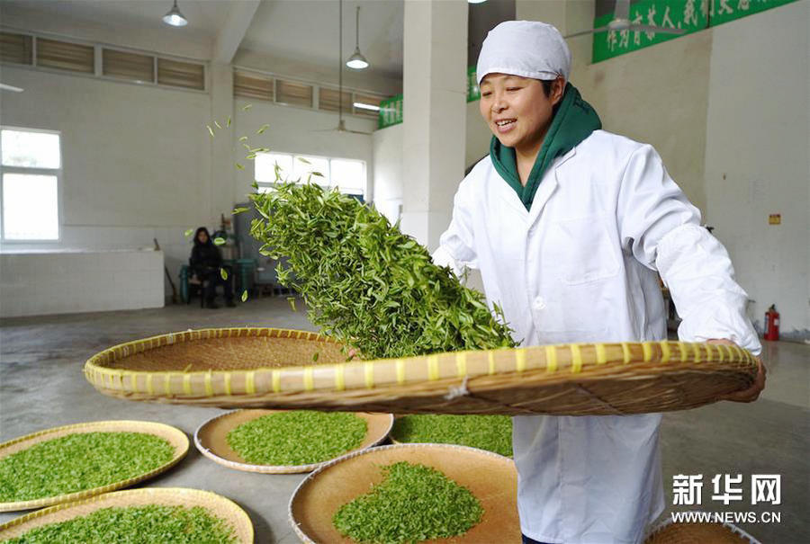 Nanjing's Yuhua spring tea harvest begins