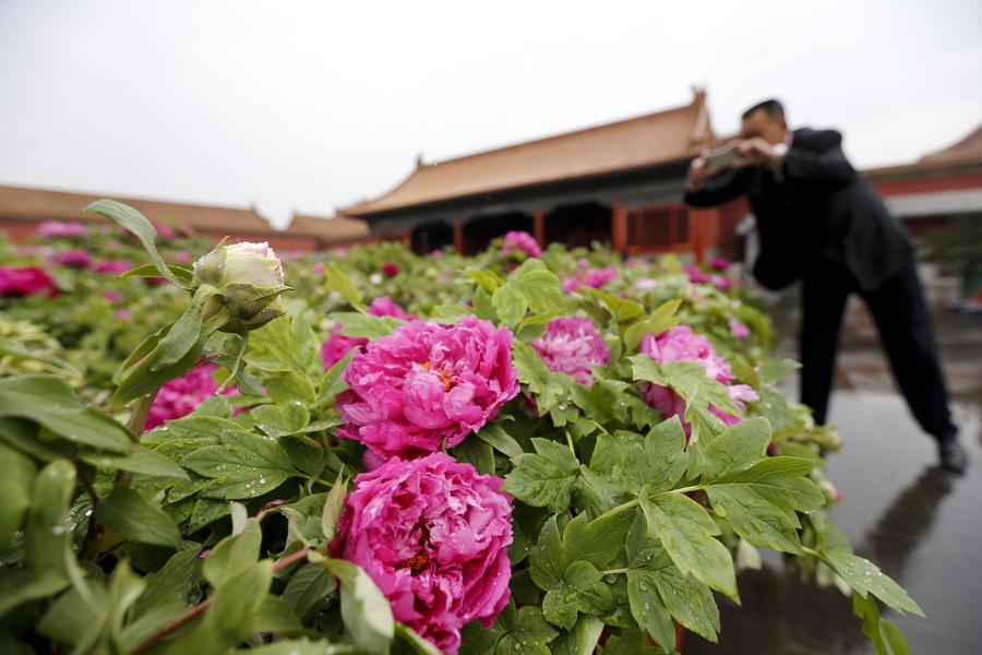 Palace Museum stages peony flower-themed exhibition