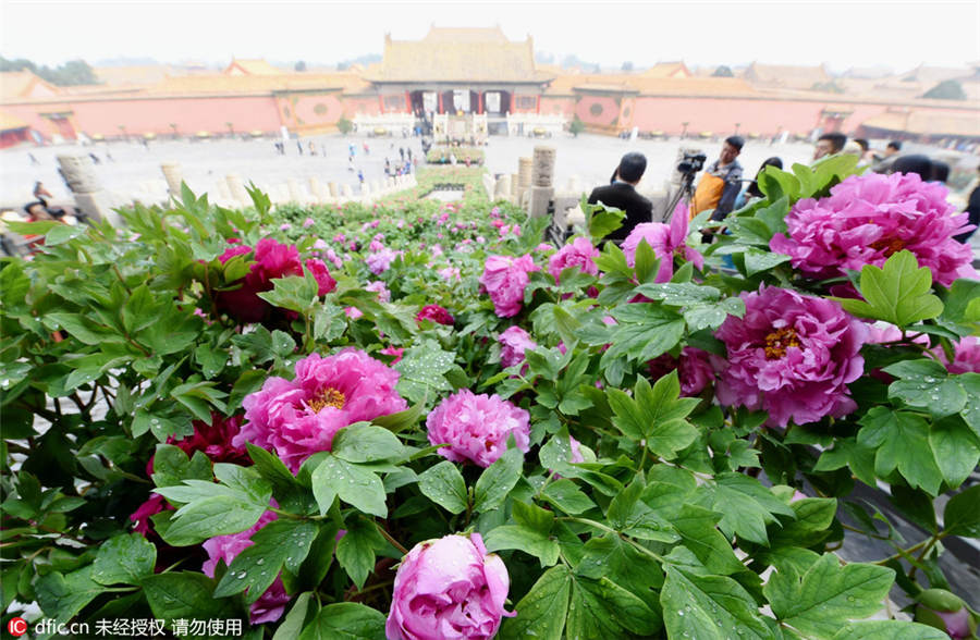 Palace Museum stages peony flower-themed exhibition