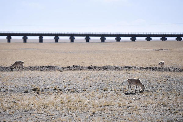 Kekexili landscape to apply for world heritage next year