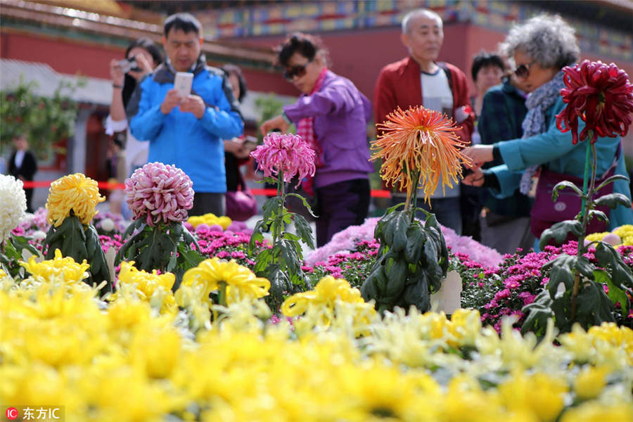 Chrysanthemums from Kaifeng bloom in the Forbidden City