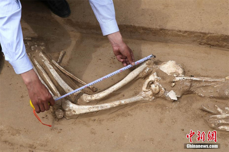 Tomb complex of Eastern Zhou Dynasty discovered in Henan