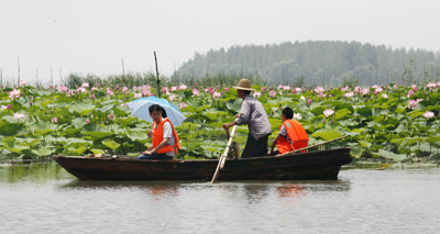 山東微山湖十萬(wàn)畝荷花爭(zhēng)相開(kāi)放(組圖)