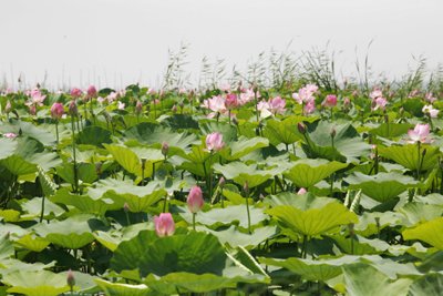 山東微山湖十萬(wàn)畝荷花爭(zhēng)相開(kāi)放(組圖)