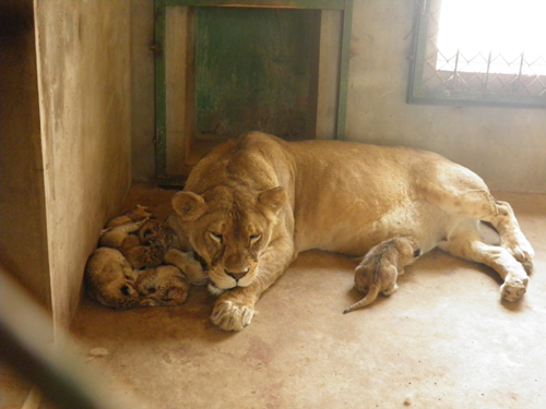 沈陽怪坡東北虎園“玫瑰”母獅平安產6只幼獅