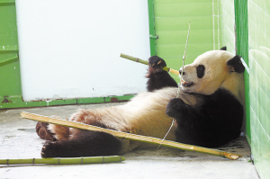 石家莊動物園:大熊貓朵朵和婭祥的幸福生活(圖)