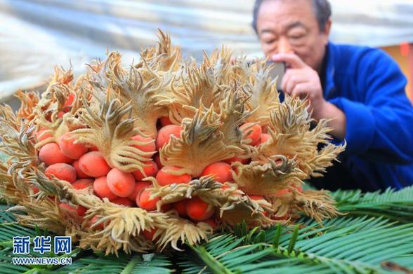 罕見 山東一鐵樹開花又結(jié)果