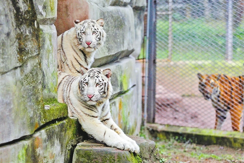 重慶動物園來了兩只白老虎 快去給它倆取個名吧!