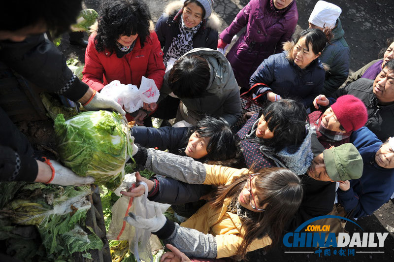 山西太原：愛心大白菜 免費送市民