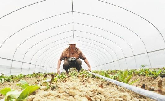 浙江紹興高溫超44℃旱情加劇 蔬菜被烤焦(圖)