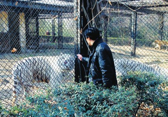 男子游動物園挑逗老虎 先摸屁股后對其大叫(圖)