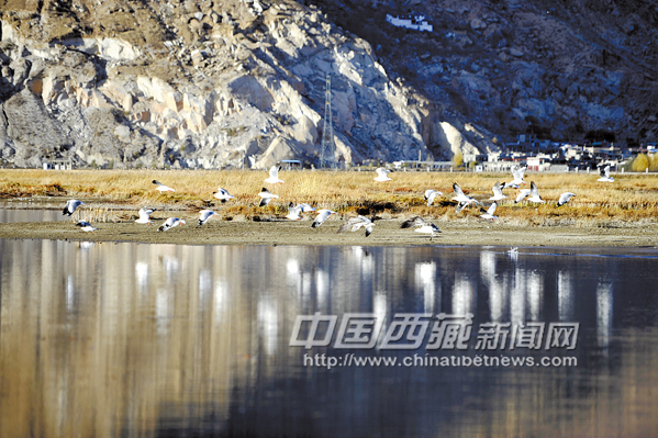 西藏拉魯濕地秋沙鷗到了 半月后大批候鳥將至